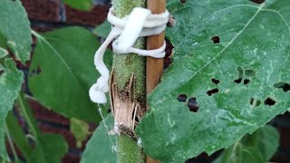 BROKEN SPLINTED FRONT GARDEN SUNFLOWER DID THE SPLINT WORK broken sunflower repair [upl. by Major897]