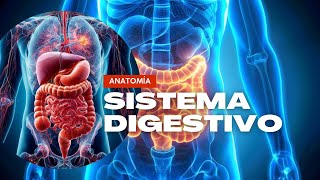 Anatomía Sistema Digestivo [upl. by Anilah]