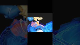 3d animation laryngeal mask airway insertion [upl. by Jennine]