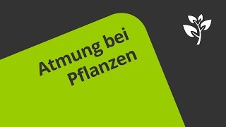 Wie Pflanzen atmen  Biologie  Biologie der Pflanzen und Pilze Mittelstufe [upl. by Akere]