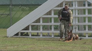 Navy MasteratArms 2nd class wants to make career out of training military dogs [upl. by Cybill780]