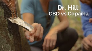 Ep248 Dr Hill on CBD vs Copaiba [upl. by Nnayelhsa]