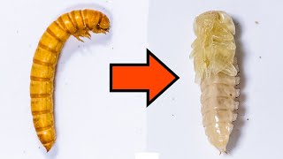 Mealworm Shedding Skin Turning into Pupa [upl. by Matrona872]