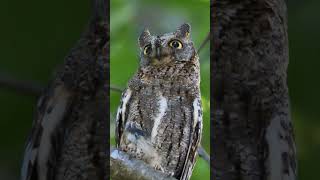 Scops Owl Call 소쩍새 울음소리 Shorts [upl. by Emeline]