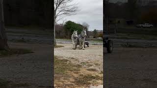 These Draft Horses drive themselves carriagedriving drafthorses drafthorse horse percheron [upl. by Sang695]