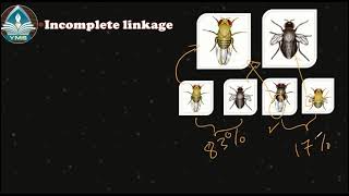 Linked Genes complete and incomplete linkage [upl. by Aliel17]