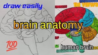 how to draw human brain  how to draw brain labelled diagram class 10 easy  brain diagram [upl. by Almund]