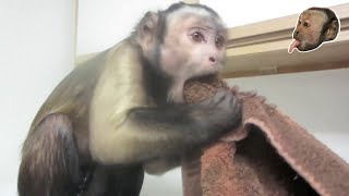 Capuchin Monkey versus Ice Very Smart Monkey [upl. by Amalbena]