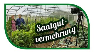 Eigenes Saatgut gewinnen 🌱 Profitipps und Infos aus der Praxis von Saatgut Experten [upl. by Karalynn]