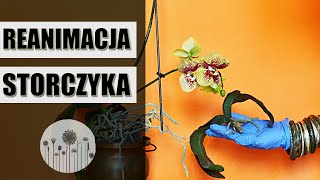 Reanimacja STORCZYKA krok po kroku [upl. by Bremer]