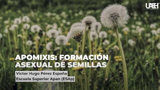 Apomixis formación asexual de semillas [upl. by Suidualc]