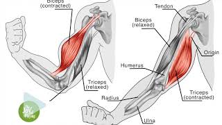 EQUILIBRE MUSCULAIRE  MARC PAPILLON [upl. by Meill]