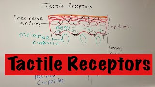 Tactile Receptors [upl. by Hollander]