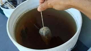 CHICKEN MANURE TEAMake Organic Fertilizer at Home The Simple Hack for Growing Delicious Veggies [upl. by Dnomaid433]