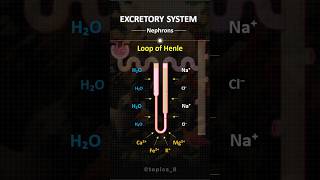 Nephrons  trendingshorts shorts shortvideo biology kidney medicalstudent medico [upl. by Ttezzil]