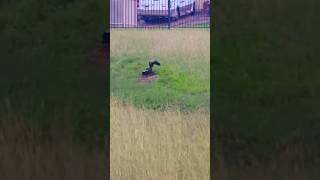 Striped Skunk going for a walk🦨🦨 skunk urbanwildlife animals [upl. by Chiaki]