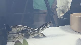 Lesser Axanthic Royal  Ball Python  highlights 🎬 020924 [upl. by Foote]