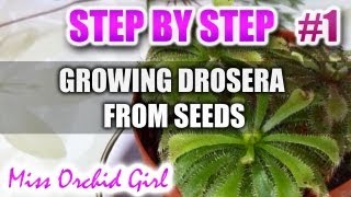 Growing Drosera carnivorous plants from seeds  Step by step  Part 1 [upl. by Corabelle256]