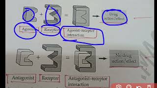 Agonist vs Antagonist बहुत आसान भाषा मे  Agonist and Antagonists Difference [upl. by Rhianna]