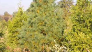 What to do about Yellowing on your Conifers and arborvitae [upl. by Duhl]