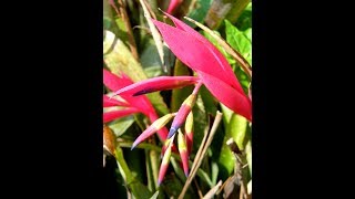 My Queens Tears Bromeliads Billbergia Nutans are in bloom [upl. by Ahsatsana622]