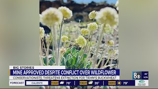 Nevada lithium mine OKd despite conflict over rare wildflower [upl. by Neville463]