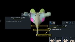 Позвоночный столб Анатомия [upl. by Carvey]
