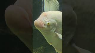 Baby Giant Gourami  Fish Tank shortsvideo youtubeshorts trending giantgourami [upl. by Hillel]