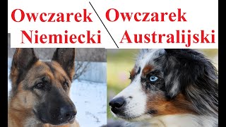 Owczarek Niemiecki a Owczarek Australijski  PORÓWNANIE [upl. by Sibbie526]