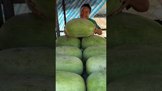 MustTry Giant Watermelon in Taiwan  Fruit Cutting Skills [upl. by Ycats]