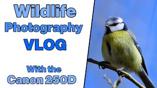 Wildlife Photography Vlog with the Canon 250D and Sigma 150600mm C lens [upl. by Pickering986]