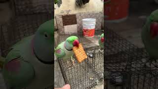 Methu eating biscuit 🍪 parrot [upl. by Earb]