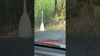 Is it a Crane Heron or an Egret nature birds youtubeshorts fyp [upl. by Nita]