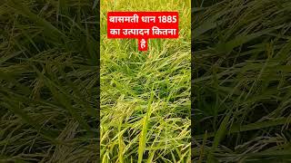 बासमती धान PB1885 किस्म [upl. by Atoiyanap]