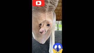 Kangaroo Pouch The Bizarre Biology Explained shorts Kangaroo [upl. by Hyacinth929]