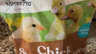 Starter Feed for Chickens  Review of Manna Pro Chick Starter Grower [upl. by Martinelli]