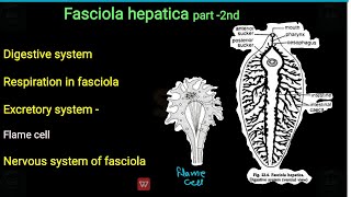 Fasciola hepatica part2  digestive system respiration excretion amp nervous system of fasciola [upl. by Rawna539]