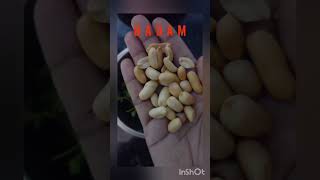 badam chatni banane ka tarika chatni badam shortfeeds food recipe greenchatni [upl. by Lorna]