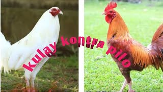 Kulay Kontra Pilo Ito Ang Senyales Ng Manok Pangsabong Na Dapat Alam mo KulaykontraPilo [upl. by Holmes]