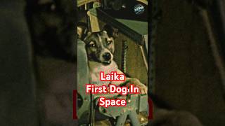 Meet Laika The FIRST Dog in Space laika space shorts [upl. by Brandenburg]