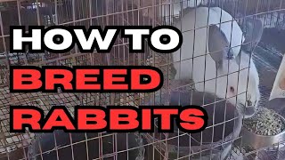 HOW TO BREED RABBITS 🐇 [upl. by Euqina]