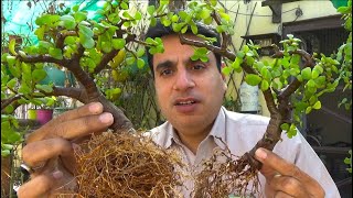 How To Make Bonsai Plant at Home  Bonsai Garden  How To Make Bonsai Nurserylive Coupons [upl. by Llerreg213]