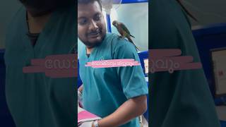 ഡോക്ടറും മിട്ടൂവും l ആശുപത്രിയിൽ It’s My Pet mittu And kallu  My companion 🥰petbirds parrott [upl. by Kazue]