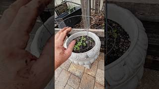 HOW to MODIFY a Tomato Cage for a Shallow Container [upl. by Thrift553]