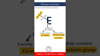 Structure of Enzymes  Biochemistry  by Imran Yaseen [upl. by Nevet]