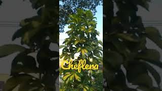 ChefleraNome CiêntíficoSchefflera arboricola Hayata MerrLer Descrição [upl. by Kenny]