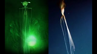 Magnapinna Squids  NEW HD Footage  Deepsea Oddities [upl. by Leirda79]