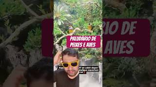 Ja viu um paludario com aves e peixes aquarismo aquarismo paludario [upl. by Gnivri]