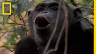 How Male Chimps Show Off  National Geographic [upl. by Eilahtan]