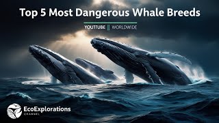 top 5 deadliest whale breeds around the 🌎🐋 [upl. by Naniac]